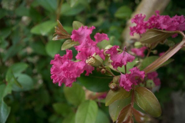 マクロ撮影用の1 Nikkorレンズは 何を選んだらいいでしょうか ニコン Nikon 1 V3 プレミアムキット のクチコミ掲示板 価格 Com