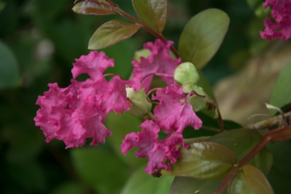 マクロ撮影用の1 Nikkorレンズは 何を選んだらいいでしょうか ニコン Nikon 1 V3 プレミアムキット のクチコミ掲示板 価格 Com