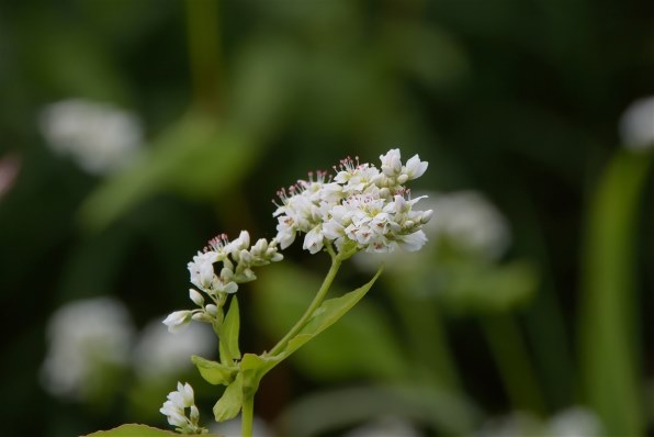 マクロ撮影用の1 Nikkorレンズは 何を選んだらいいでしょうか ニコン Nikon 1 V3 プレミアムキット のクチコミ掲示板 価格 Com