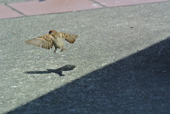 ニコン AI AF Zoom Nikkor ED 80-200mm F2.8Dで撮影された写真 - 価格.com