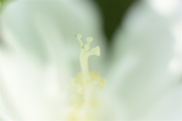 マクロ撮影用の1 Nikkorレンズは 何を選んだらいいでしょうか ニコン Nikon 1 V3 プレミアムキット のクチコミ掲示板 価格 Com