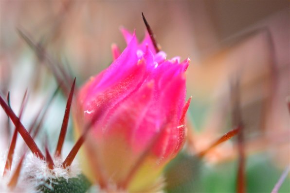 マクロ撮影用の1 Nikkorレンズは 何を選んだらいいでしょうか ニコン Nikon 1 V3 プレミアムキット のクチコミ掲示板 価格 Com