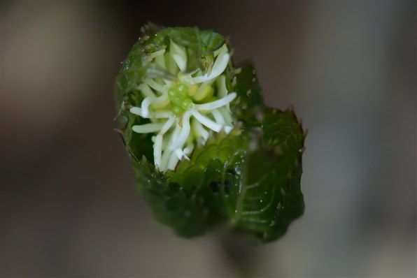 マクロ撮影用の1 Nikkorレンズは 何を選んだらいいでしょうか ニコン Nikon 1 V3 プレミアムキット のクチコミ掲示板 価格 Com