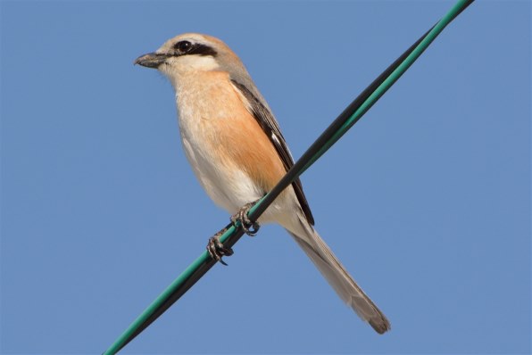 鳥の作例』 ニコン AF-S DX NIKKOR 55-300mm f/4.5-5.6G ED VR の