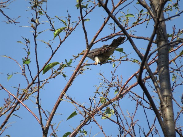 Sx50hs お気楽野鳥撮影を楽しもう Part 32 Canon Powershot Sx50 Hs のクチコミ掲示板 価格 Com