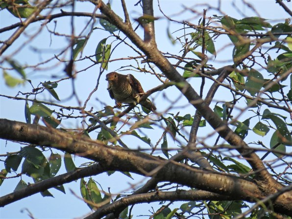 Sx50hs お気楽野鳥撮影を楽しもう Part 32 Canon Powershot Sx50 Hs のクチコミ掲示板 価格 Com