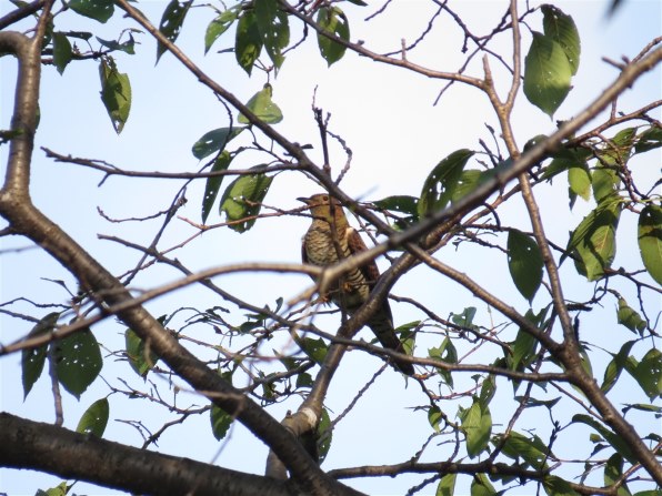 Sx50hs お気楽野鳥撮影を楽しもう Part 32 Canon Powershot Sx50 Hs のクチコミ掲示板 価格 Com