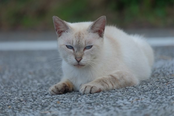 あなたが好きなネコの写真を見せて頂けませんか?Part8』 クチコミ