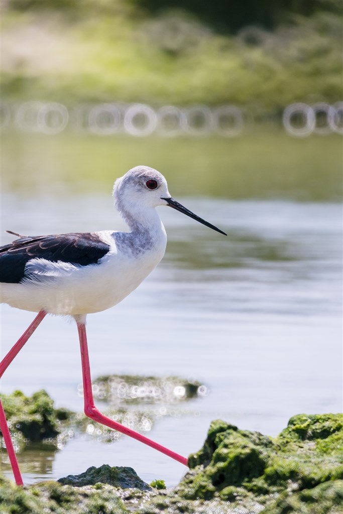 SP500は楽しいレンズ』 TAMRON SP 500mm F/8 のクチコミ掲示板 - 価格.com