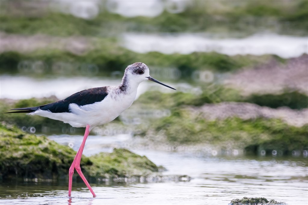 SP500は楽しいレンズ』 TAMRON SP 500mm F/8 のクチコミ掲示板 - 価格.com