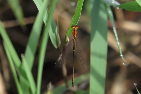 Sx50 Hsで撮った写真を貼りませんか Part 21 Canon Powershot Sx50 Hs のクチコミ掲示板 価格 Com