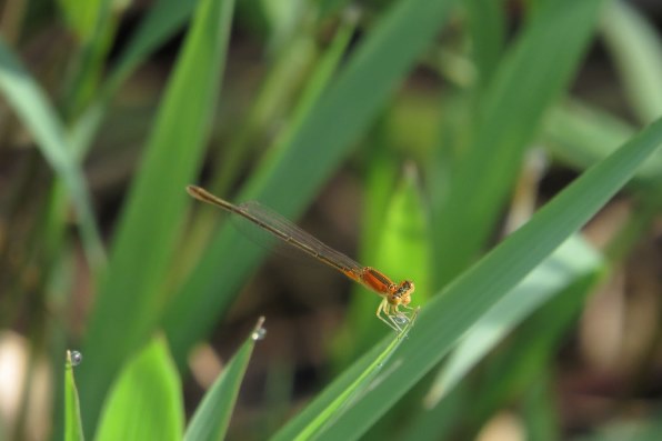 Sx50 Hsで撮った写真を貼りませんか Part 21 Canon Powershot Sx50 Hs のクチコミ掲示板 価格 Com