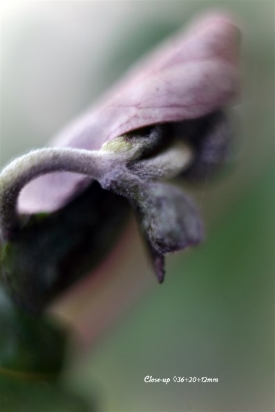 パンケーキレンズで楽しく撮りましょう Canon Ef40mm F2 8 Stm のクチコミ掲示板 価格 Com