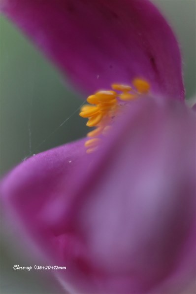 パンケーキレンズで楽しく撮りましょう Canon Ef40mm F2 8 Stm のクチコミ掲示板 価格 Com