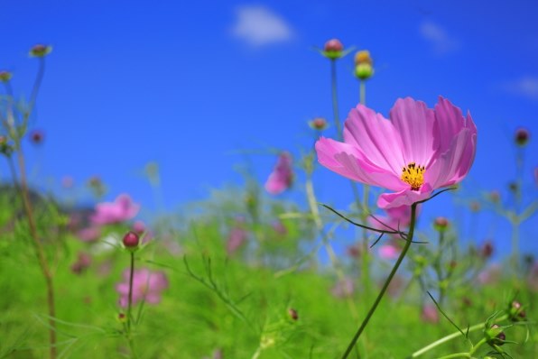 パンケーキレンズで楽しく撮りましょう Canon Ef40mm F2 8 Stm のクチコミ掲示板 価格 Com