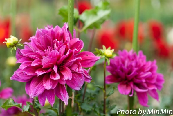 Part156です 本格的な秋を撮りましょう クチコミ掲示板 価格 Com