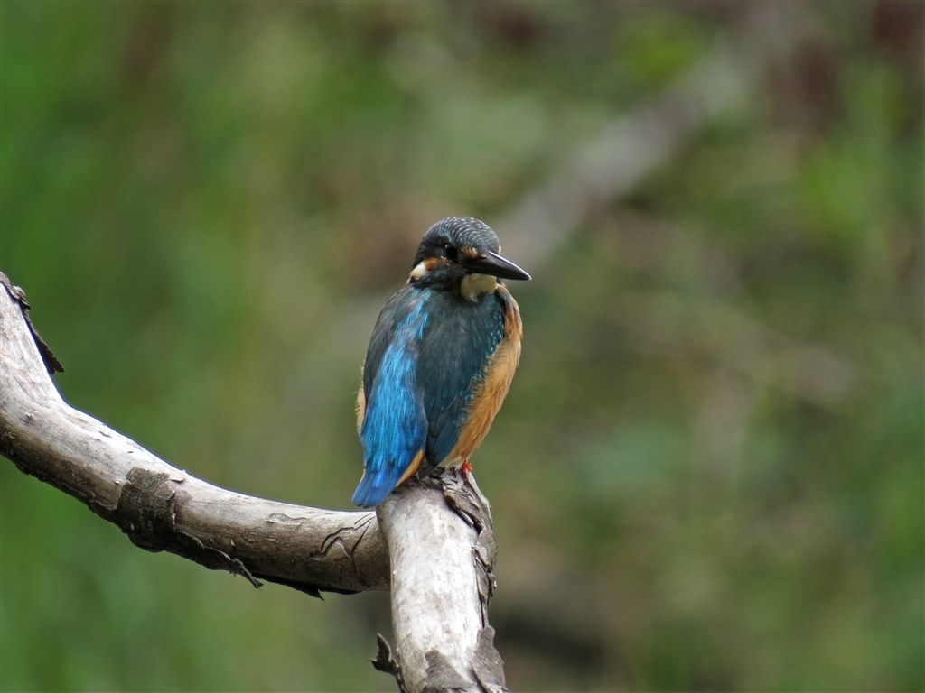 Sx50hs お気楽野鳥撮影を楽しもう Part 33 Canon Powershot Sx50 Hs のクチコミ掲示板 価格 Com