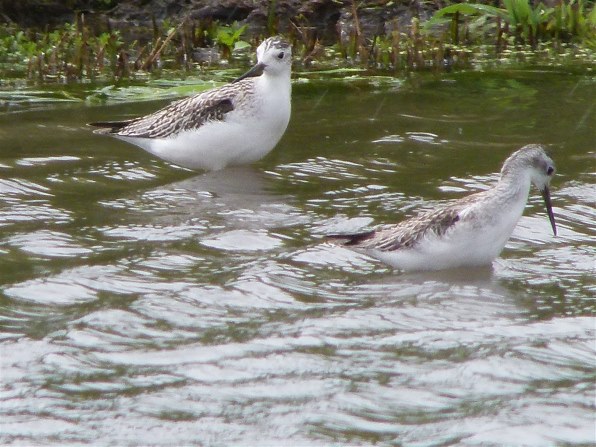 パナソニック LUMIX DMC-FZ100で撮影された写真 - 価格.com