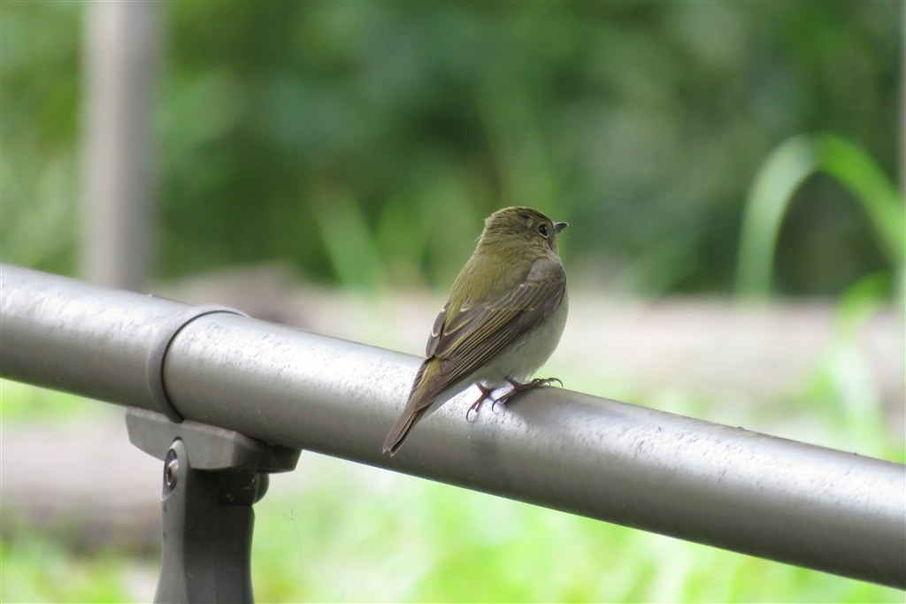 SX60HS お気楽野鳥撮影を楽しもう！ Part 1』 CANON PowerShot SX60 HS