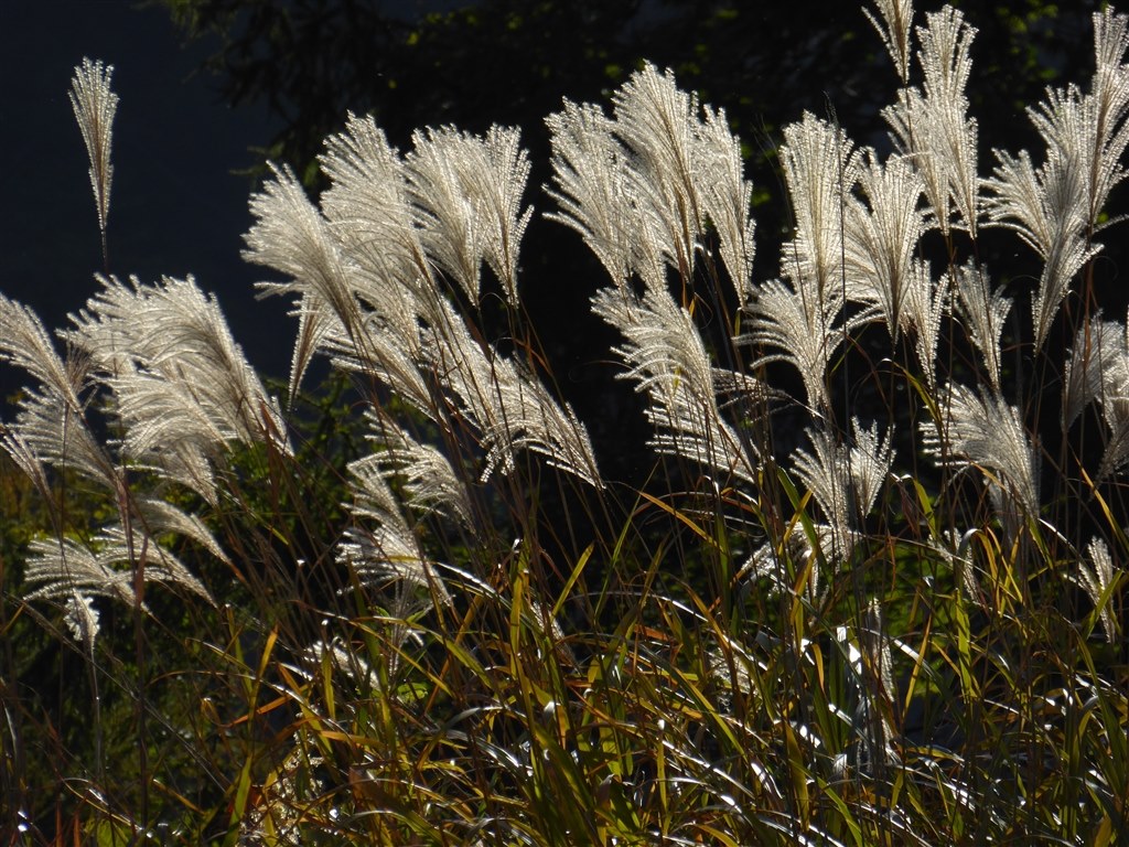 TZ60の作例です（2）』 パナソニック LUMIX DMC-TZ60 のクチコミ