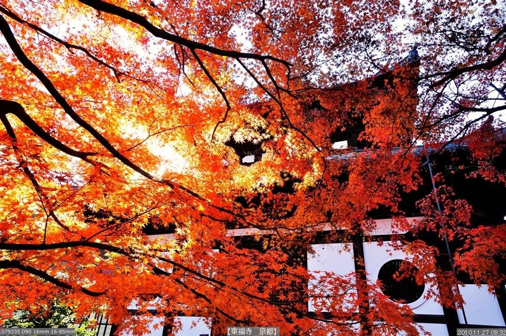 ✨初心者モデル✨スポーツ・紅葉撮影に最適✨Nikon D50 Wレンズ ✨初心者モデル✨スポーツ・紅葉撮影に最適✨Nikon D50 Wレンズ ✨初心者