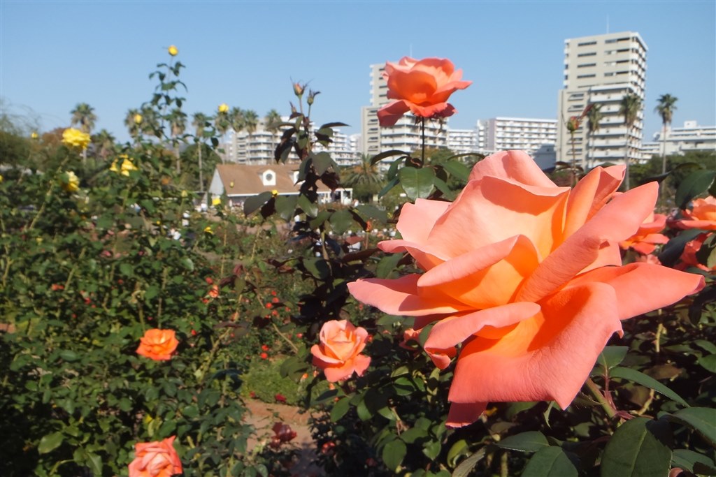 Fujifilm 富士フイルム Z2000EXR 4GB　Wi-Fi転送 富士フイルム、Wi-Fiを搭載した薄型デジカメ「FinePix Z2000EXR