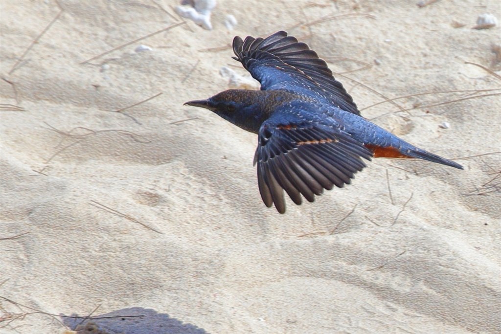 超望遠レンズ⭐Canon EF 100-300mm 運動会・スポーツ観戦・野鳥 超望遠レンズ⭐Canon EF 100-300mm 運動会・スポーツ観戦・野鳥
