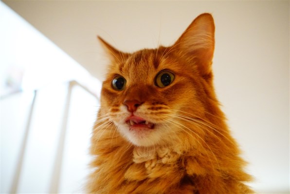 ⁂チャラチャラネコ⁂様 確認画像 ペルシャ猫の金太郎くん | おはよう今日も可愛いね😘 #ねこすたぐらむ