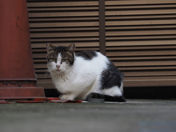 あなたが好きなネコの写真を見せて頂けませんか？Part9』 クチコミ