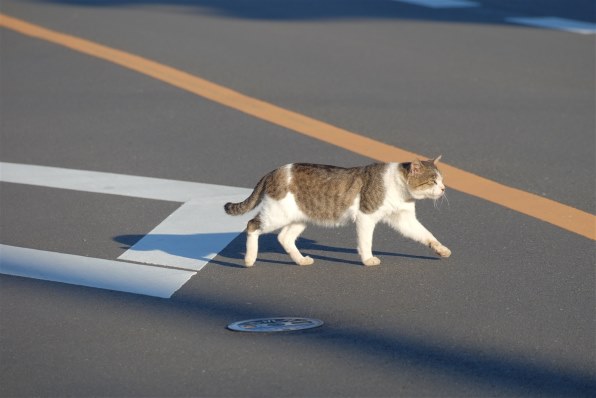 あなたが好きなネコの写真を見せて頂けませんか？Part9』 クチコミ