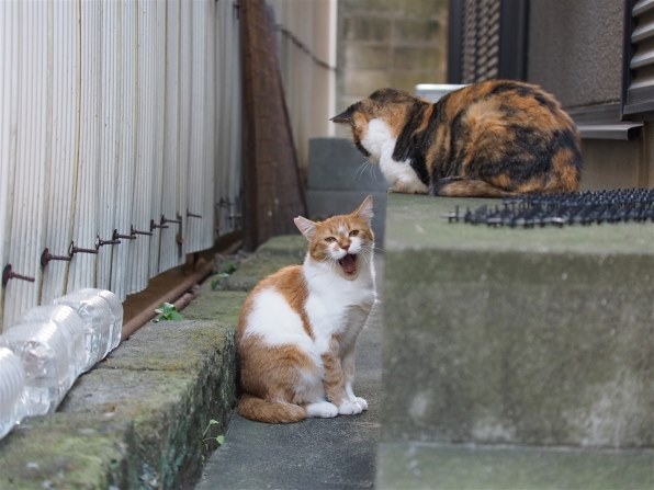 ⁂チャラチャラネコ⁂様 確認画像 あなたが好きなネコの写真を見せて頂けませんか？Part9』 クチコミ