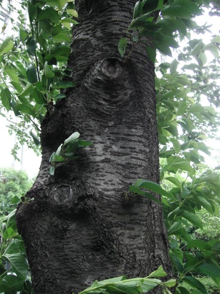 京セラ Finecam SL400Rで撮影された写真 - 価格.com