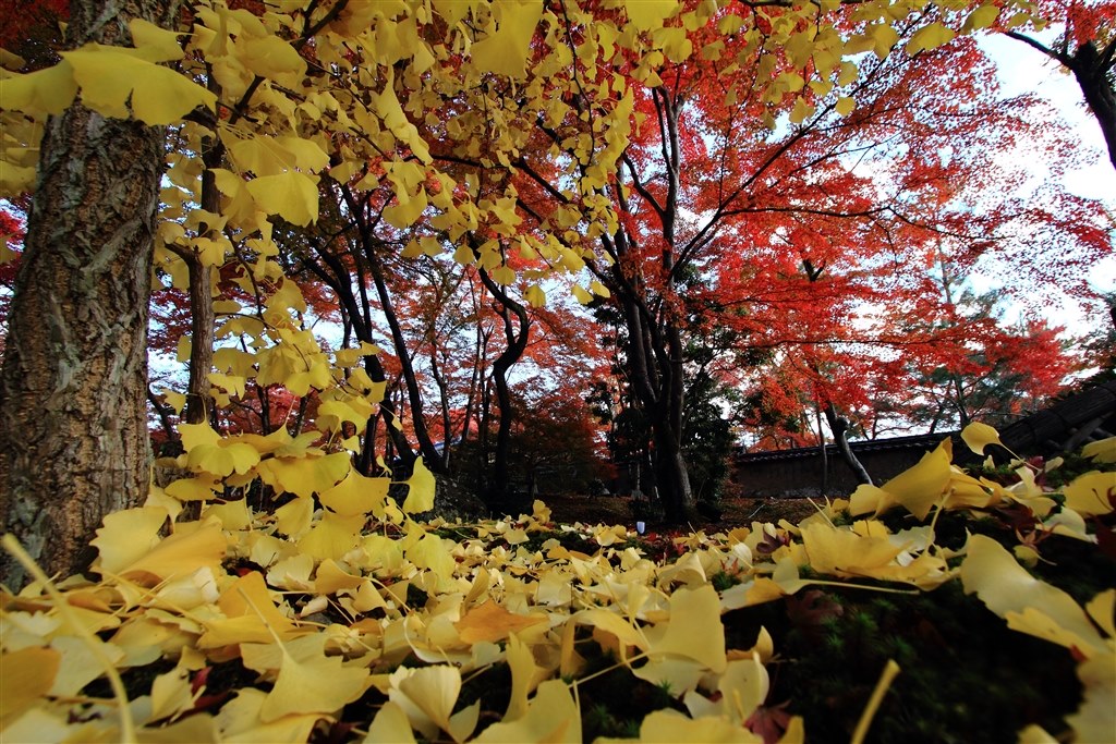 紅葉撮りにおすすめ✨CANON EOS 50D✨ダブルレンズ✨サクサク撮れる✨ 紅葉撮りにおすすめ✨CANON EOS 50D✨ダブルレンズ✨サクサク撮れる