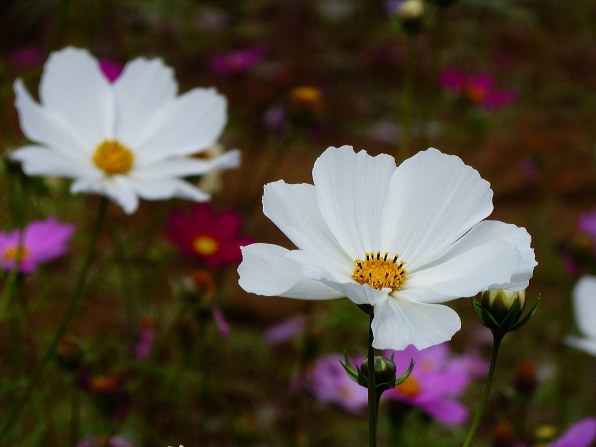 パナソニック LUMIX DMC-TZ35投稿画像・動画 - 価格.com