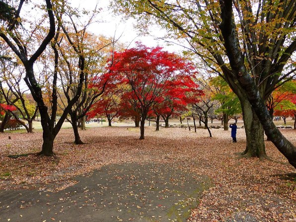 パナソニック LUMIX DMC-TZ35投稿画像・動画 - 価格.com