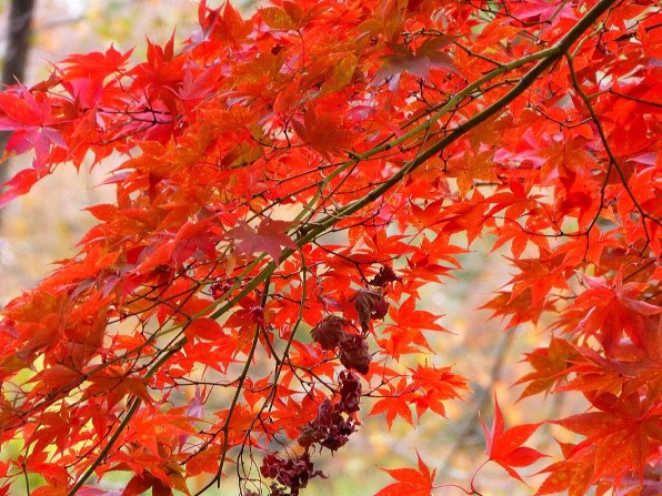 パナソニック LUMIX DMC-TZ35投稿画像・動画 - 価格.com