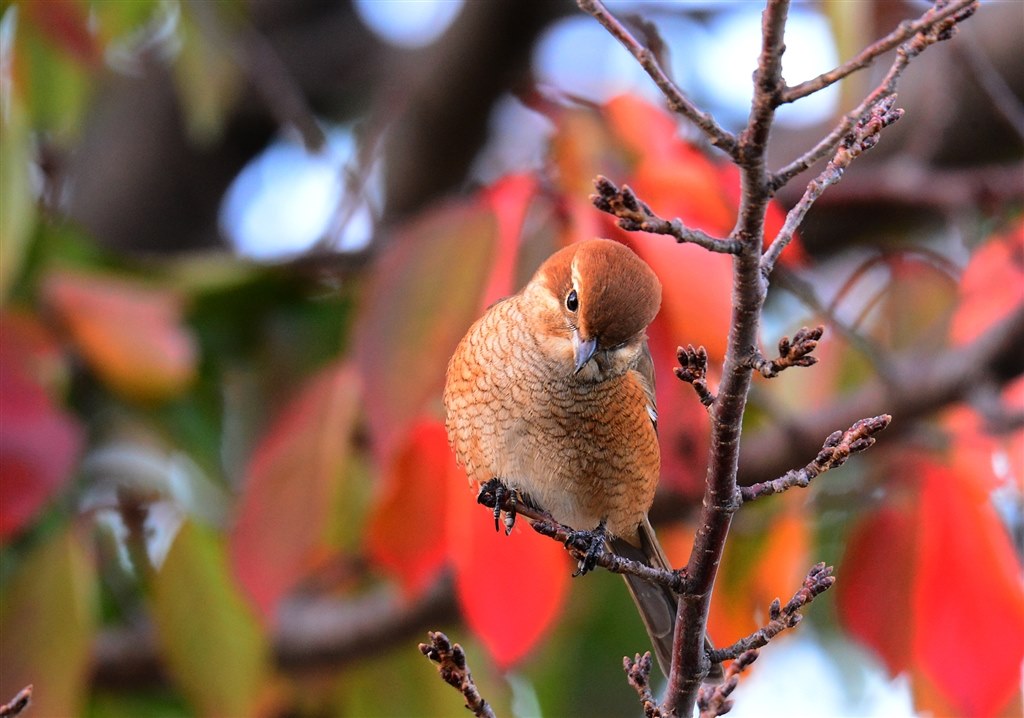 150-600+テレコンTC1401』 シグマ 150-600mm F5-6.3 DG OS HSM