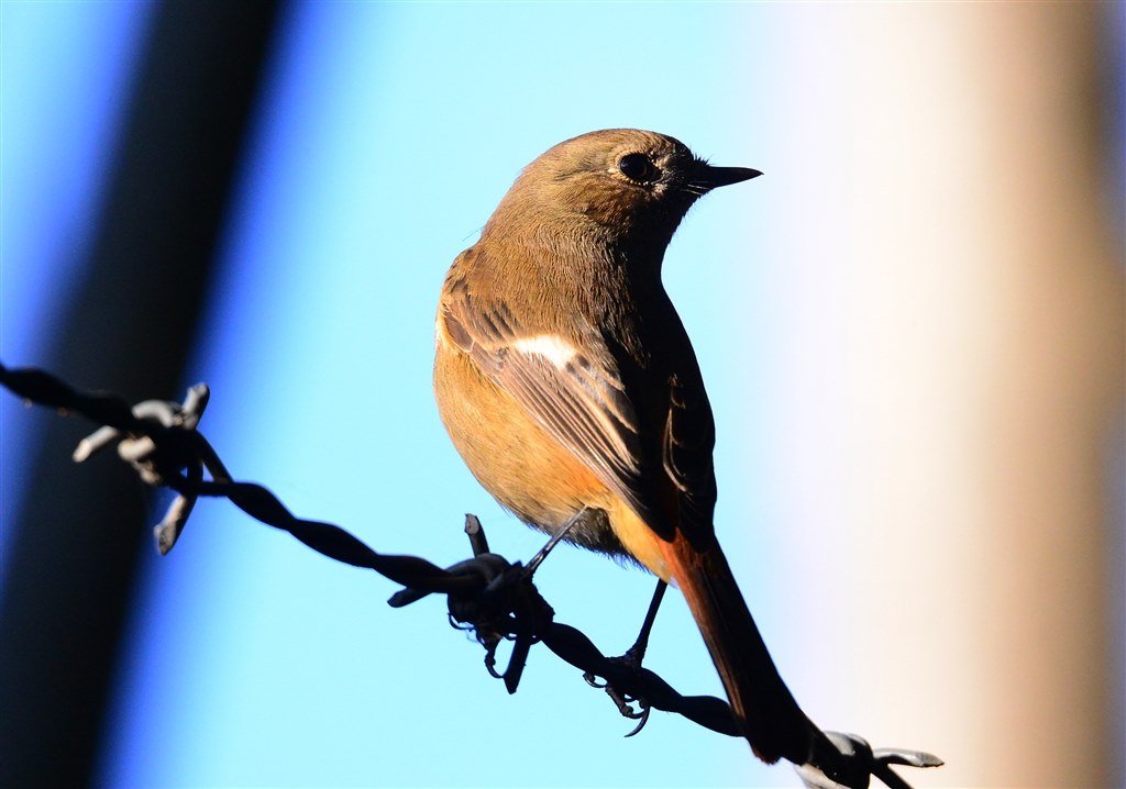 150-600+テレコンTC1401』 シグマ 150-600mm F5-6.3 DG OS HSM