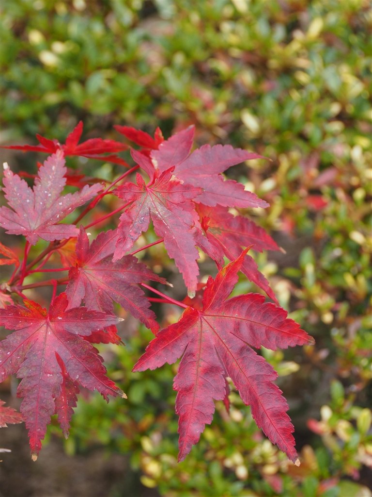 E-M1で使ってみました。』 パナソニック LEICA D VARIO-ELMAR 14 E-M1で使ってみました。』 パナソニック LEICA D VARIO-ELMAR 14