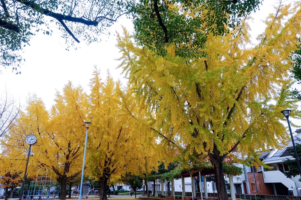 今朝 通りかかった公園の銀杏が綺麗でした Sony サイバーショット Dsc Rx100m3 のクチコミ掲示板 価格 Com