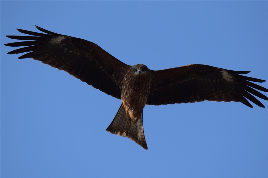 D5300で鳥を撮ってみました』 TAMRON SP 150-600mm F/5-6.3 Di D5300で鳥を撮ってみました』 TAMRON SP 150-600mm F/5-6.3 Di