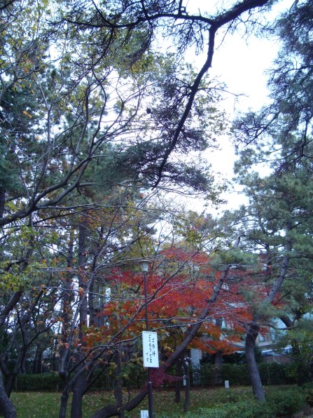 SONY サイバーショット DSC-W200投稿画像・動画 - 価格.com