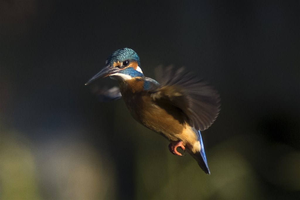 動体確認（カワセミ）』 ペンタックス HD PENTAX-DA 560mmF5.6ED AW の