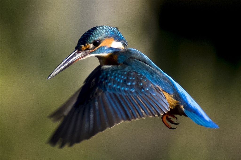 動体確認（カワセミ）』 ペンタックス HD PENTAX-DA 560mmF5.6ED AW の