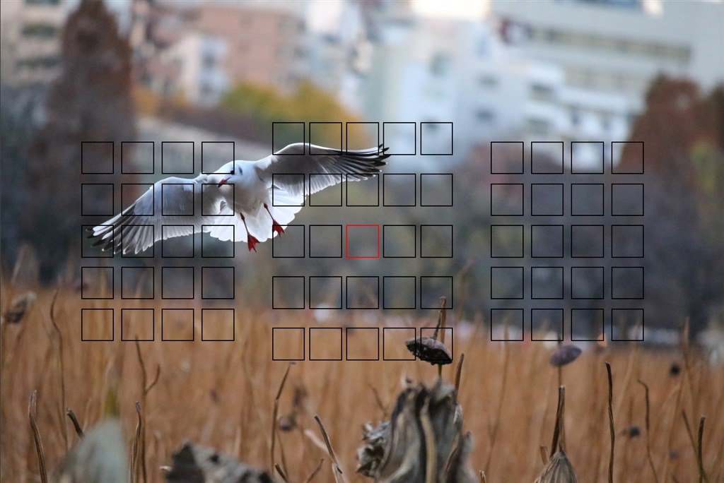 キャノン EOS 7D 望遠55〜250 タムロン17〜50 F2.8 付属品 Amazon.