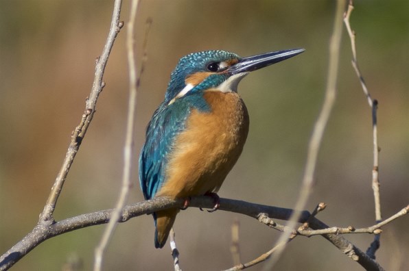 ぺた ペンタックス HD PENTAX-DA 560mmF5.6ED AWのクチコミ - 価格.com