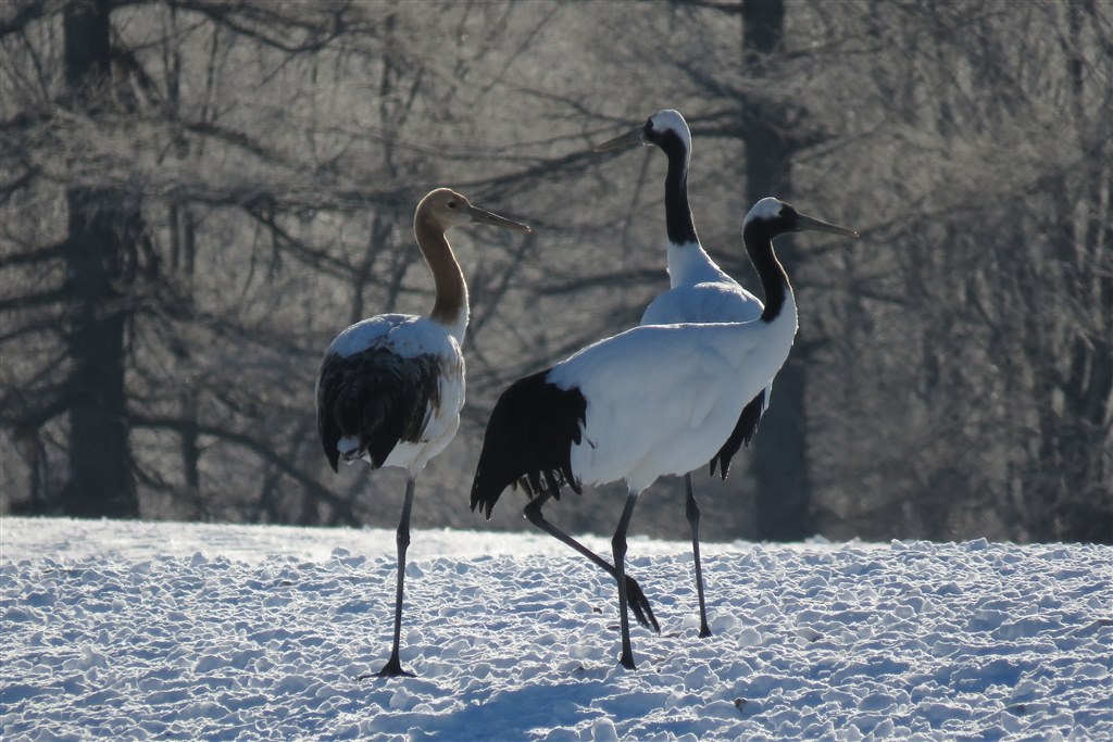 降雪の中のハクセキレイ？』 CANON PowerShot SX60 HS の