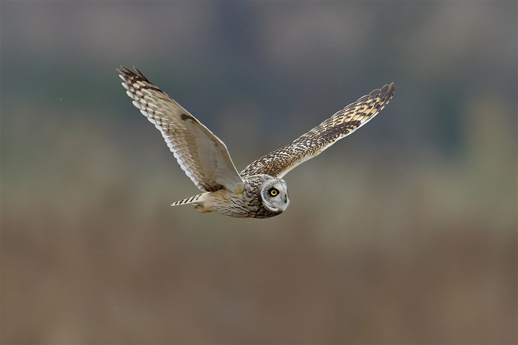 ロクヨンでコミミズク ニコン Af S Nikkor 600mm F 4g Ed Vr のクチコミ掲示板 価格 Com