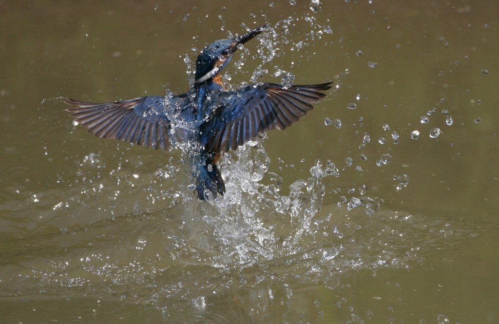 野鳥を撮影されている方に質問です』 CANON EOS 7D Mark II