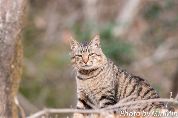 Part160です 春の訪れ撮りましょう クチコミ掲示板 価格 Com